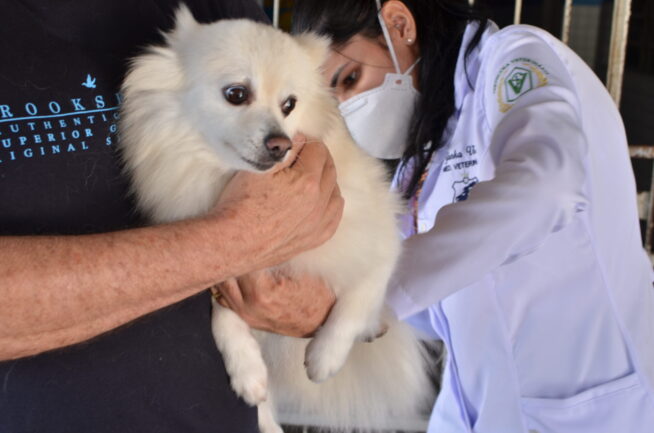 Cachorro branco nas mãos do donosendo vacinado por técnica de jaleco branco